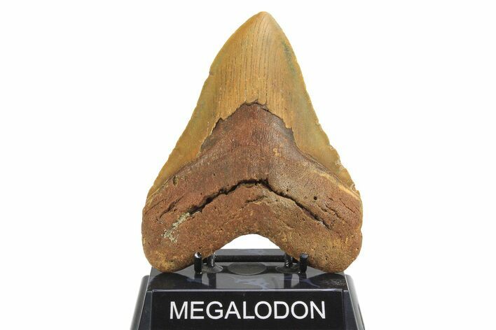 Fossil Megalodon Tooth - Huge NC Meg #298801